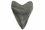 Fossil Megalodon Tooth - South Carolina #362436-1